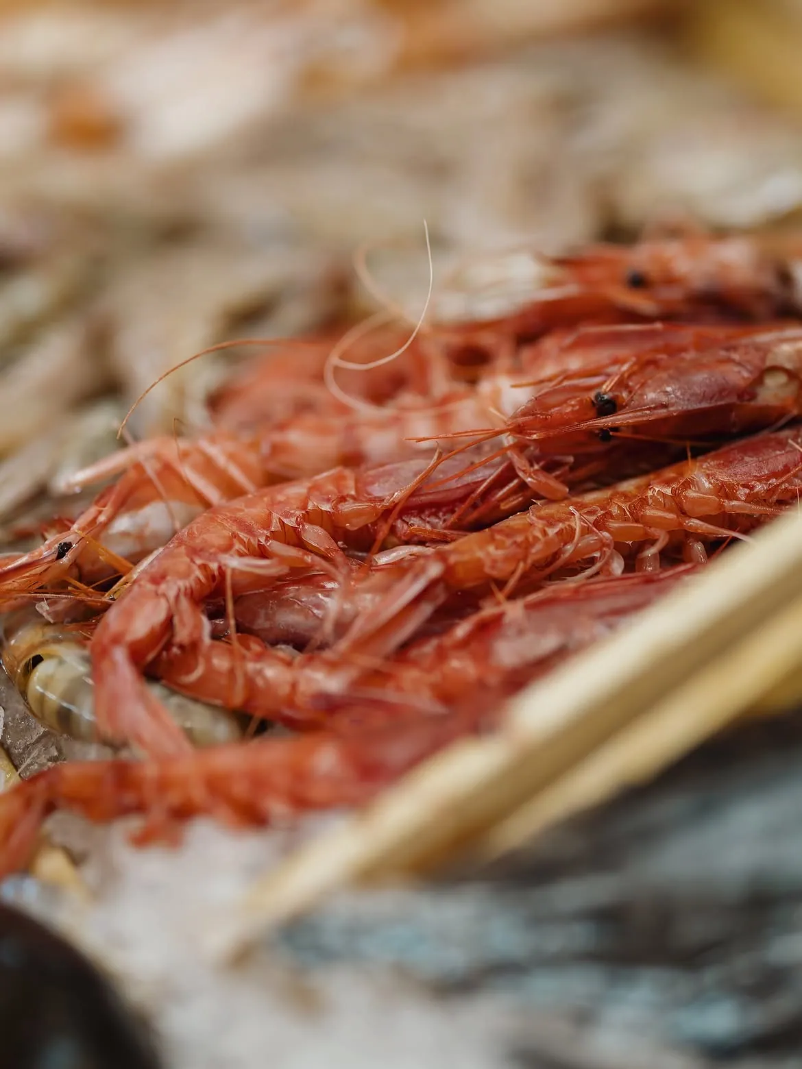 Fresh red prawns on ice at BOJO Resort seafood restaurant on the Vlorë coastline